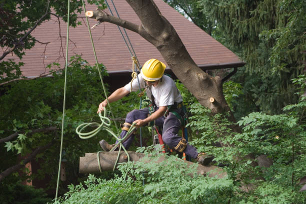 Leaf Removal in Sauk City, WI