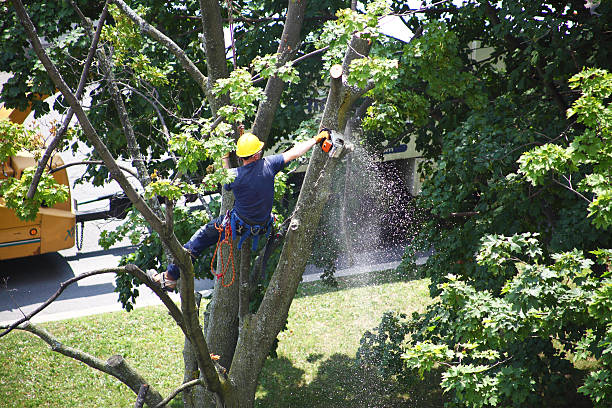 Best Grass Overseeding  in Sauk City, WI