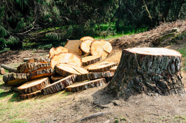 How Our Tree Care Process Works  in  Sauk City, WI